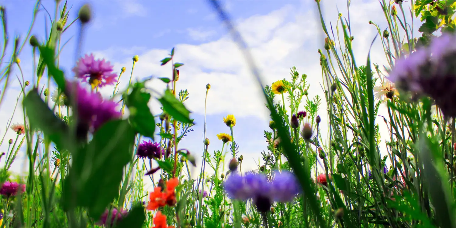 Das NLP-Allergieformat